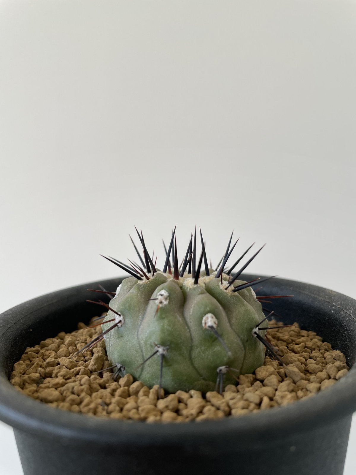 孤竜丸 実生 扁平 良型 コピアポア コルムナアルバ コピアポア