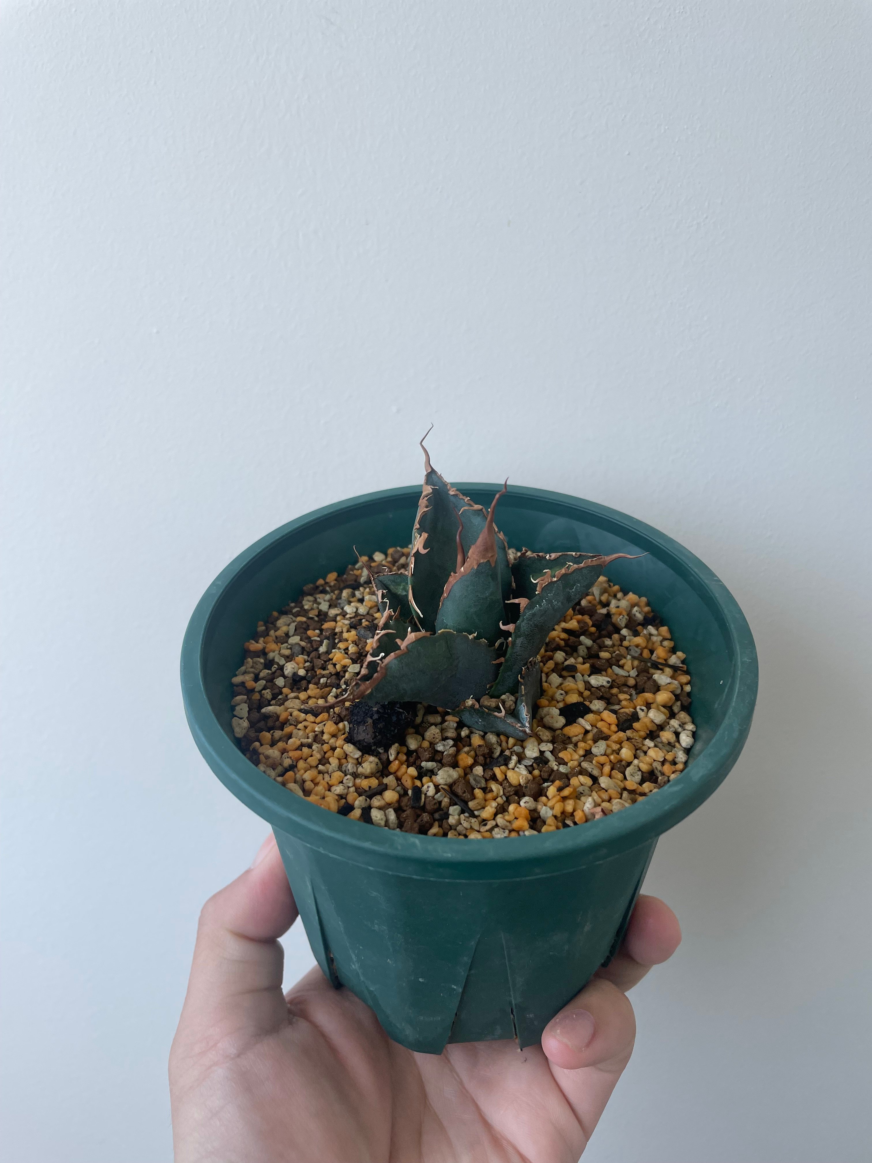 cactus greenスーパーチタノタ　大株　子株andメタルタグ付 鉢ごと 新着】agave 