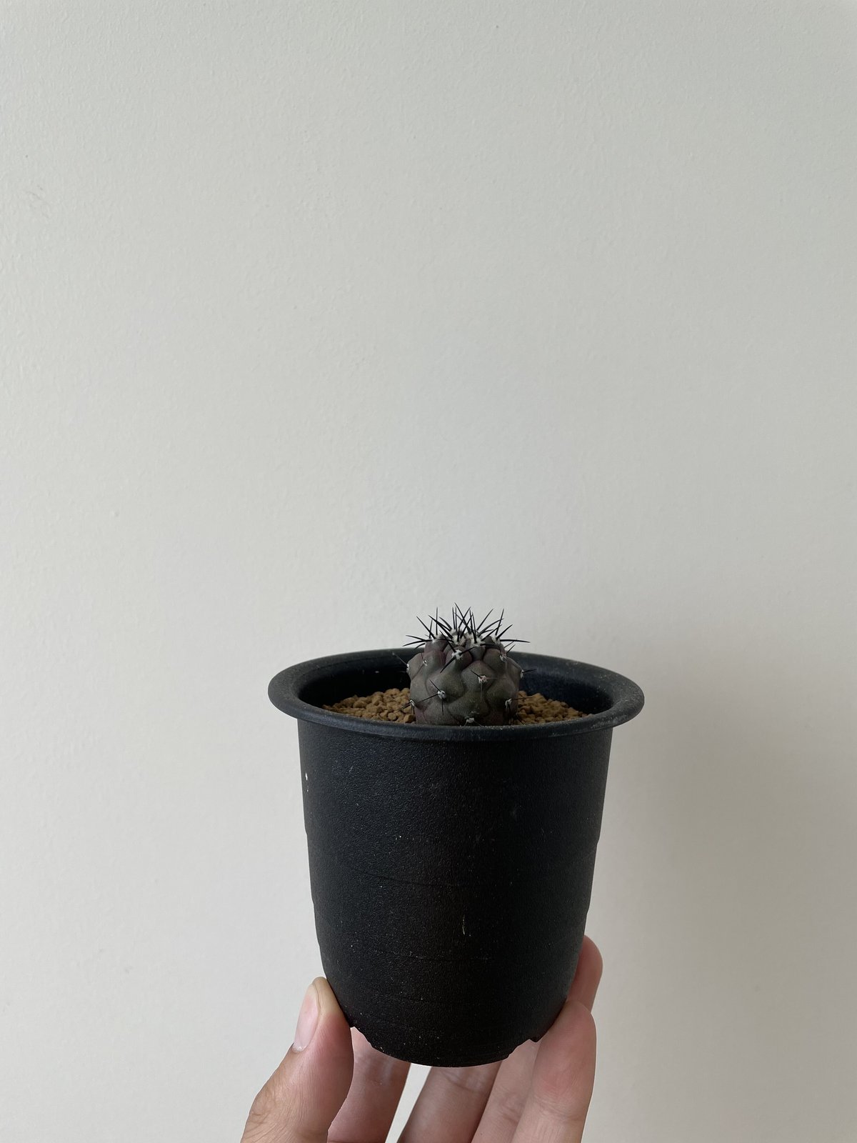 ▲Copiapoa cinerea コピアポア・シネレア 黒王丸 実生13500