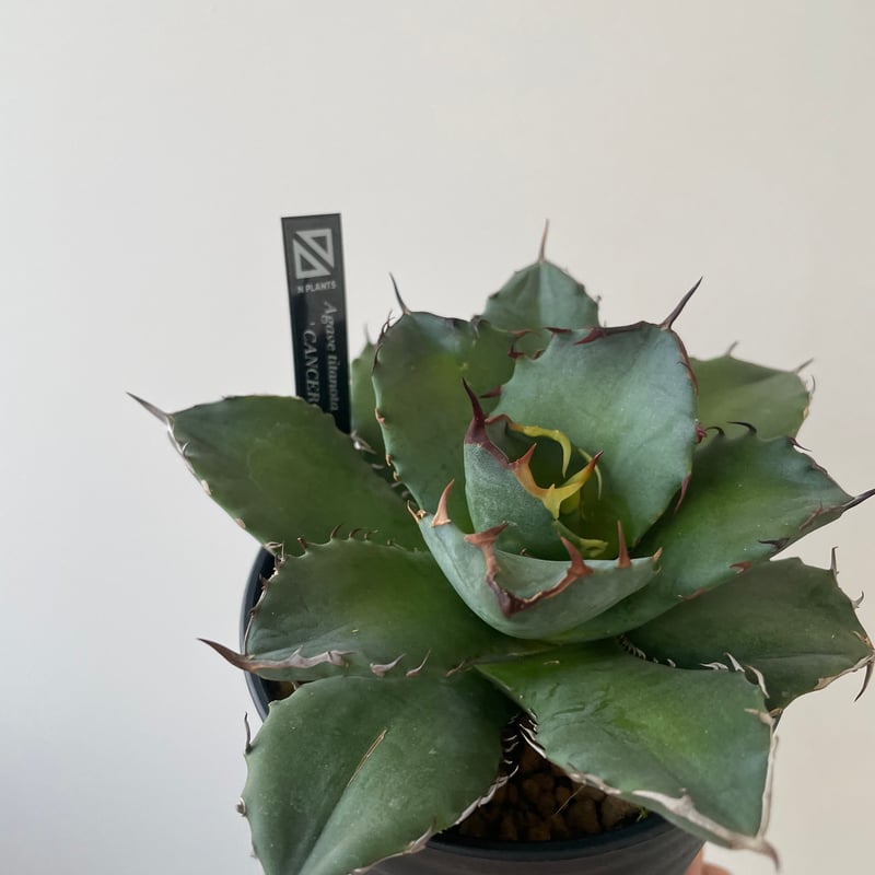 【最終値下げ】Agave titanota アガベチタノタ 極選株 最終値下げ！アガベチタノタ狂刺夕映