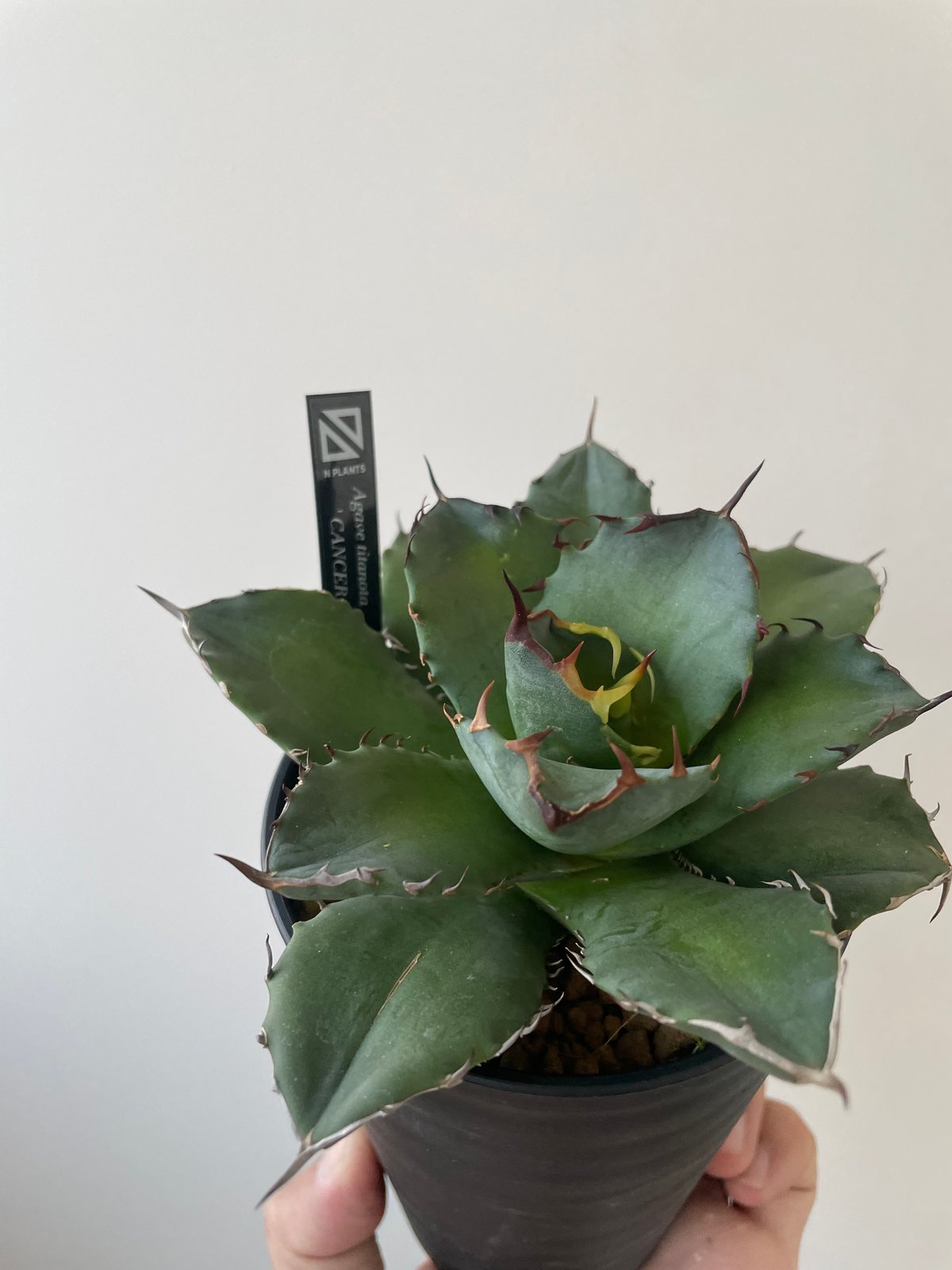 新着】Agave titanota fo076 CANCER【新潟産アガベ の最高峰】N P