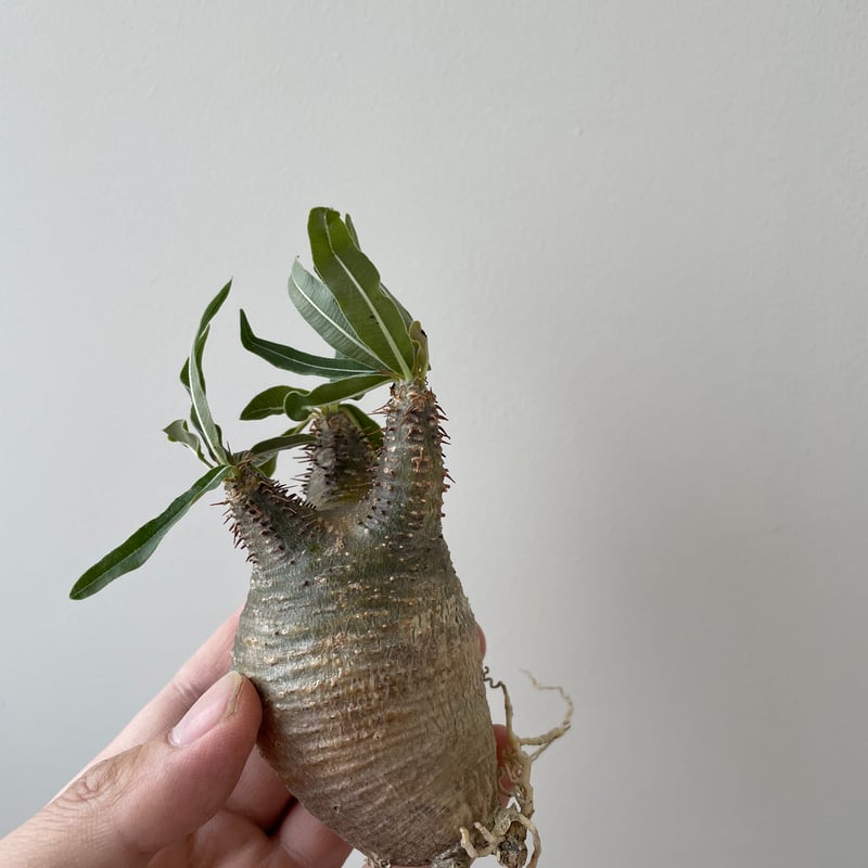 春の植え替え・発根チャレンジセット】グラキリスベアルート