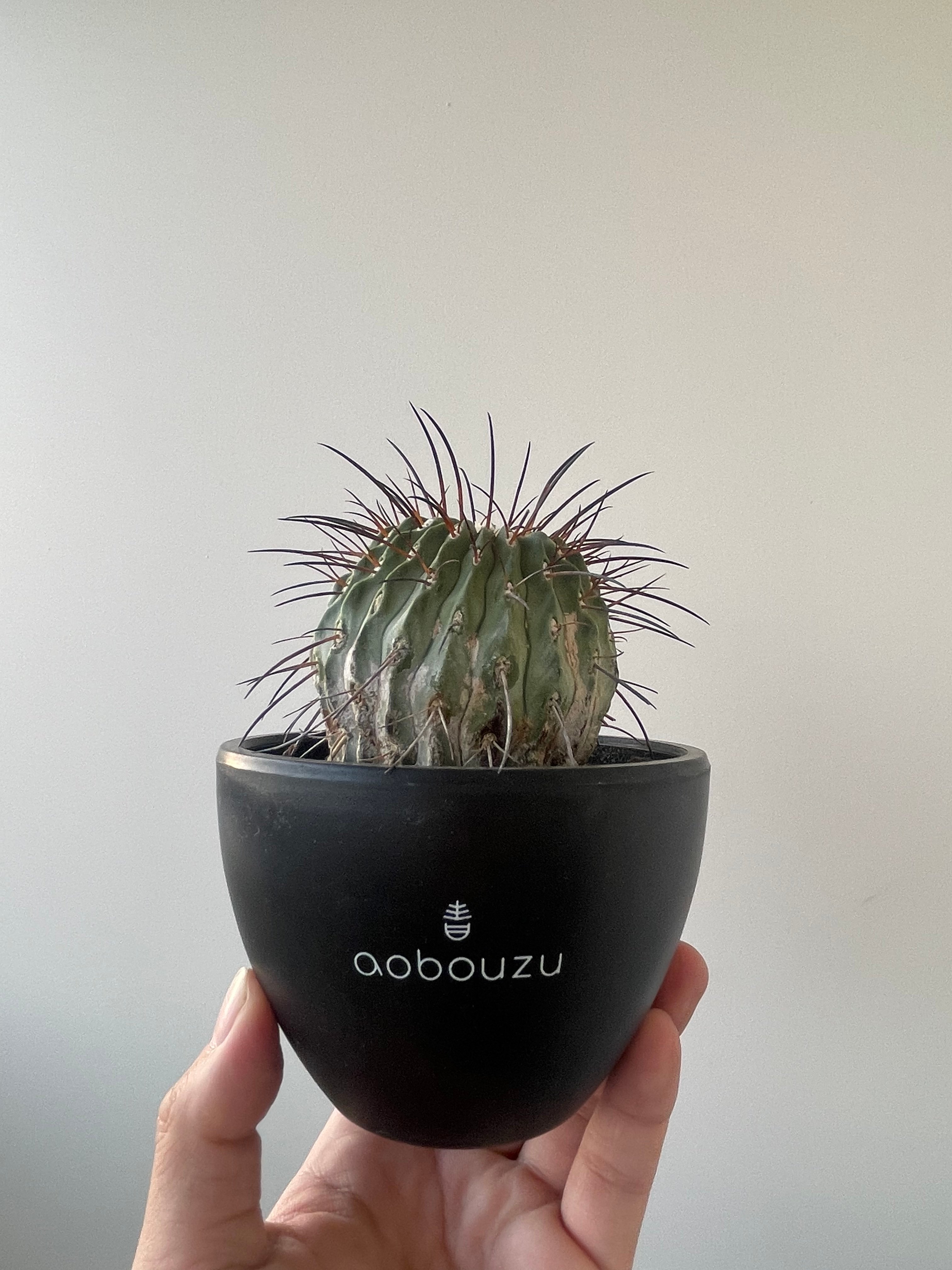 B 黒士冠 カキコ サボテン コピアポア Copiapoa dealbata original