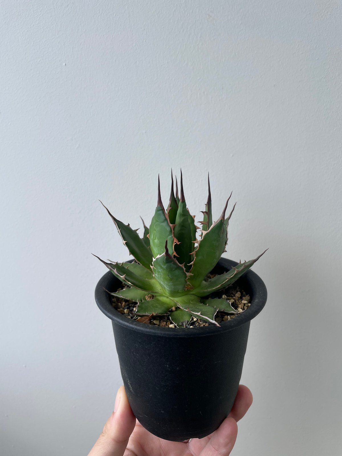 新着・長野県産】Agave Horrida 【間違えなく美しい優良株】 アガベ