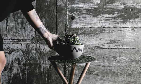 青坊主-aobouzu- | 塊根植物と現代アート