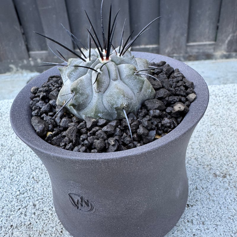 極上品】Copiapoa dealbata × VALIEM GHOST【俺の黒士冠】コピア