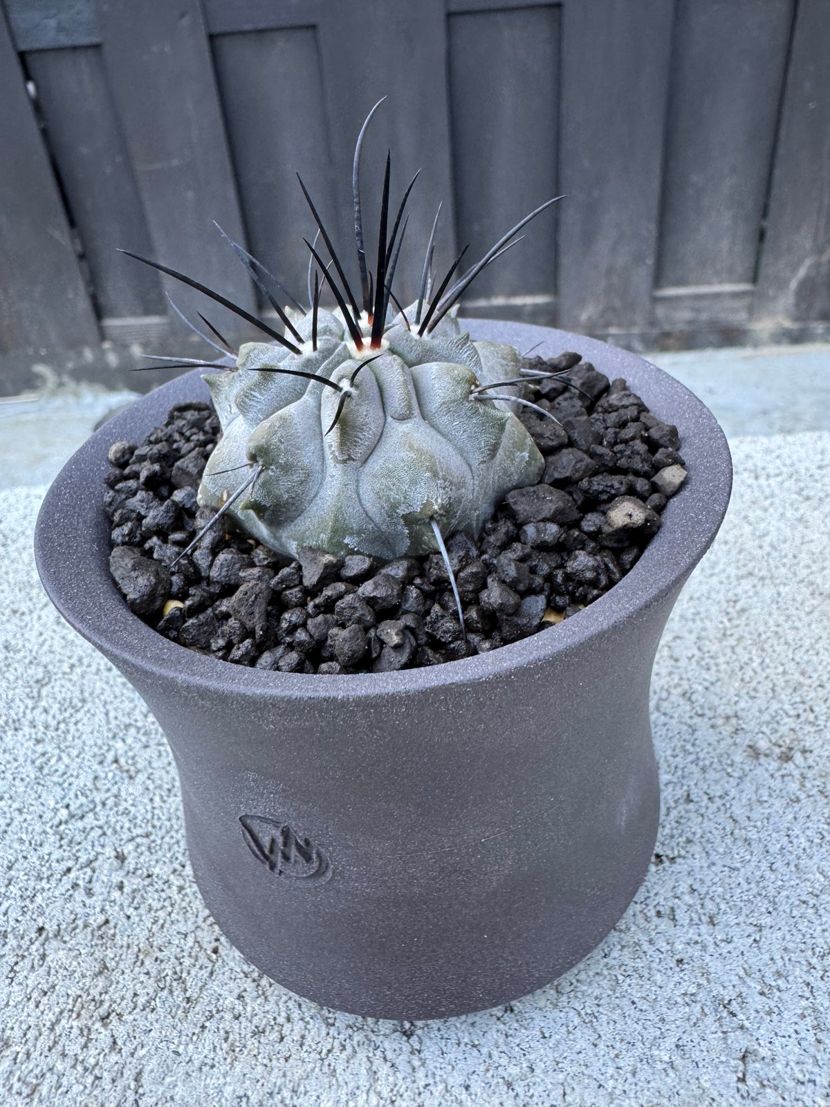極上品】Copiapoa dealbata × VALIEM GHOST【俺の黒士冠】コピア