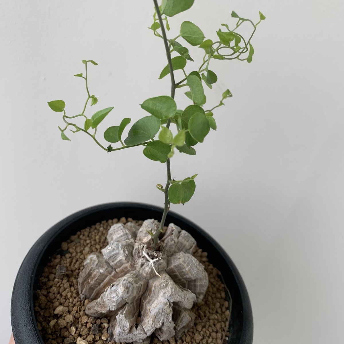 アガベ鰐亀 子株 しぶい 正版鰐亀（非偽物豆豆龍） 