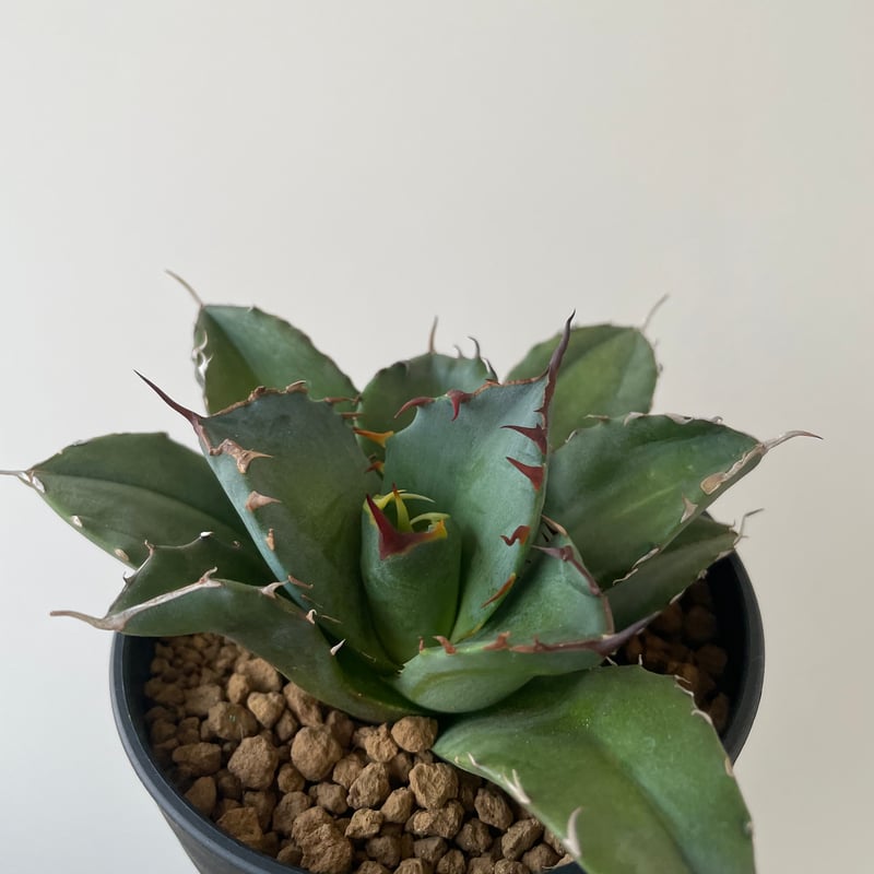 新着】Agave titanota fo076 CANCER【新潟産アガベ の最高峰】N P
