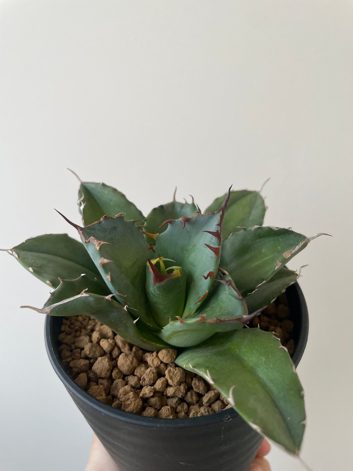 新着】Agave titanota fo076 CANCER【新潟産アガベ の最高峰】N P