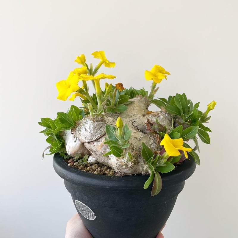 極上逸品】Pachypodium brevicaule 恵比寿笑い【花が咲き乱れる ...