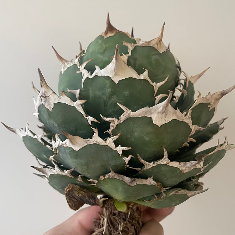 ナツオニイ様専用#27アガベ アテナータ ハンチントンブルー スーパー