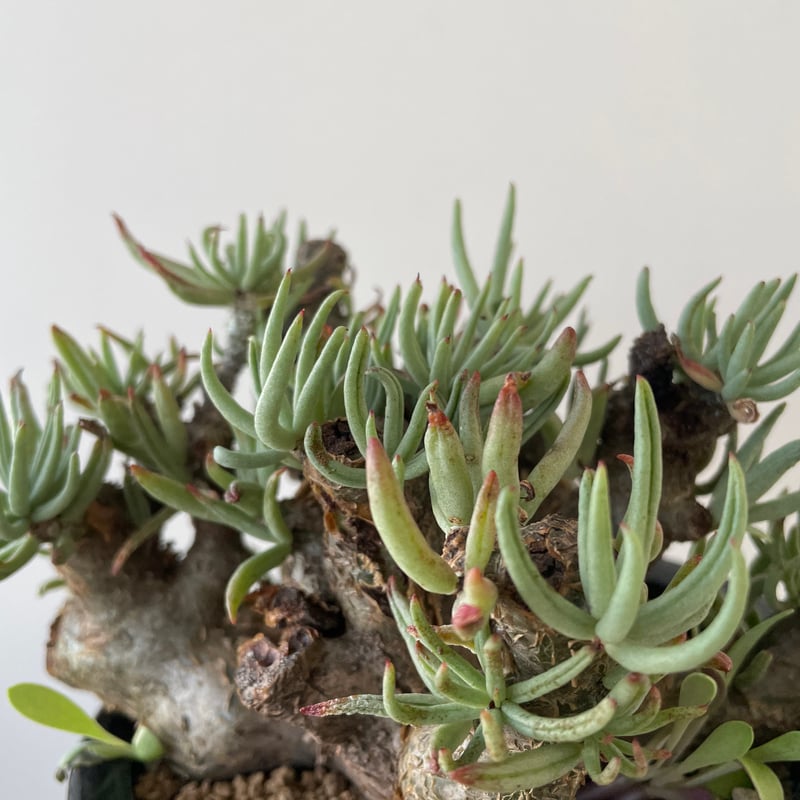 極上逸品】Tylecodon pearsonii【最高な冬型塊根】チレコドン