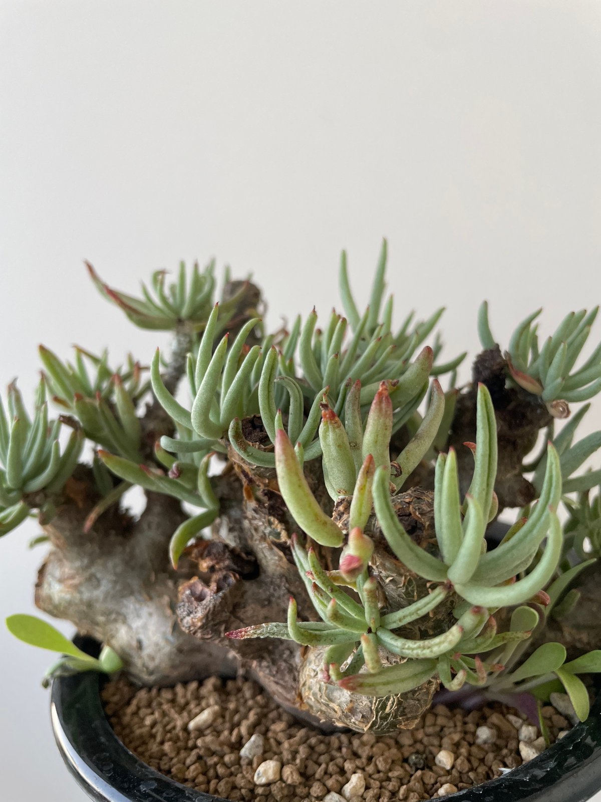 Ramat Planter ＆ チレコドン ペアルソニー 白象 塊根植物