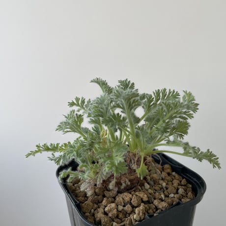 【新着】Pelargonium appendiculatum 6【コスパ良し・冬型の塊根植物】ペラルゴニウム アッペンディクラツム