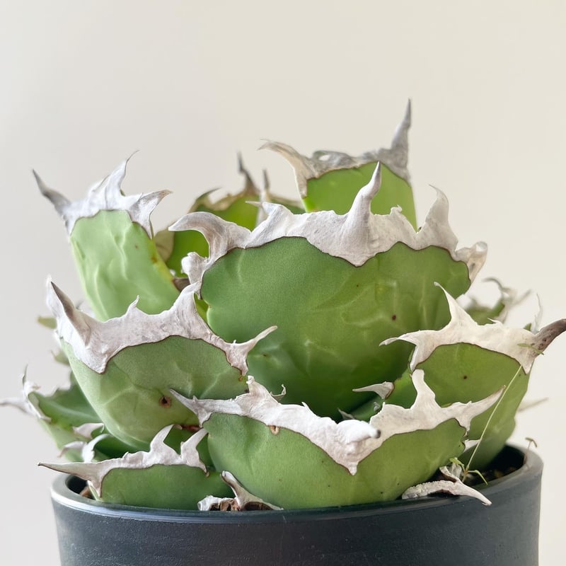 アガベ チタノタ クラブ 蟹 アガベ チタノタ クラブ 