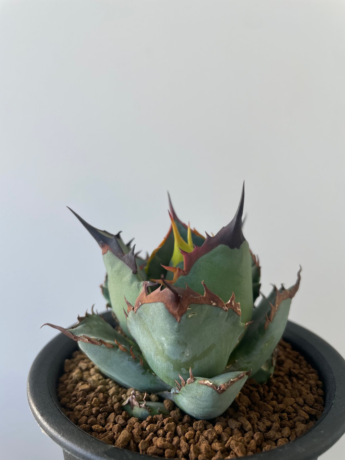 新着】Agave titanota 農大【スタンダードに美しい銘品子株】アガベ