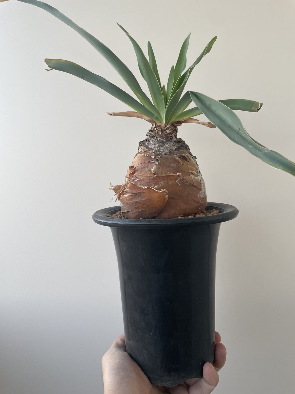 ブーファン ディスティチャ 1 ブーファン ディスティチャ 1 ブーファン・ディスティカの基本情報