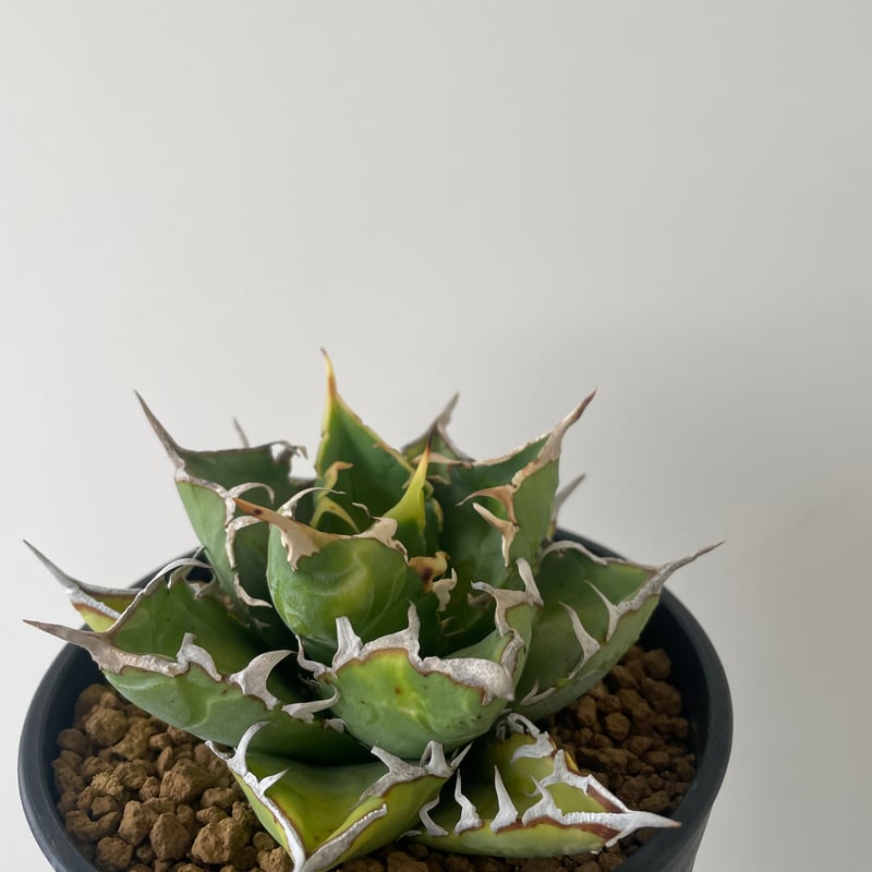 新着】Agave titanota WTC 2020-7【新潟産アガベ の最高峰】N PLA