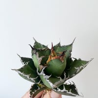 新着】Agave titanota 雷雪【N PLANTS産の極上苗】アガベ チタノタ |