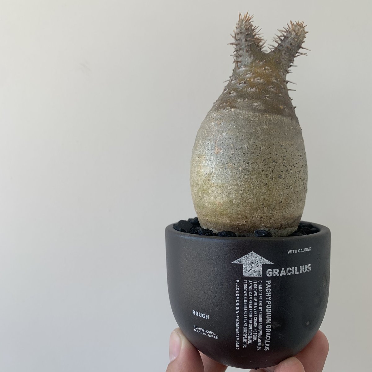 Hime × aobouzu × VALIEM 陶器鉢 【公式通販】