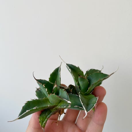 CATEGORY アガベ -agave- | 青坊主-aobouzu- | 塊根植物と現代アート