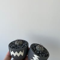 黒王丸　valiem 新着】Copiapoa cinerea × VALIEM GHOST【俺の黒王丸】コピアポア