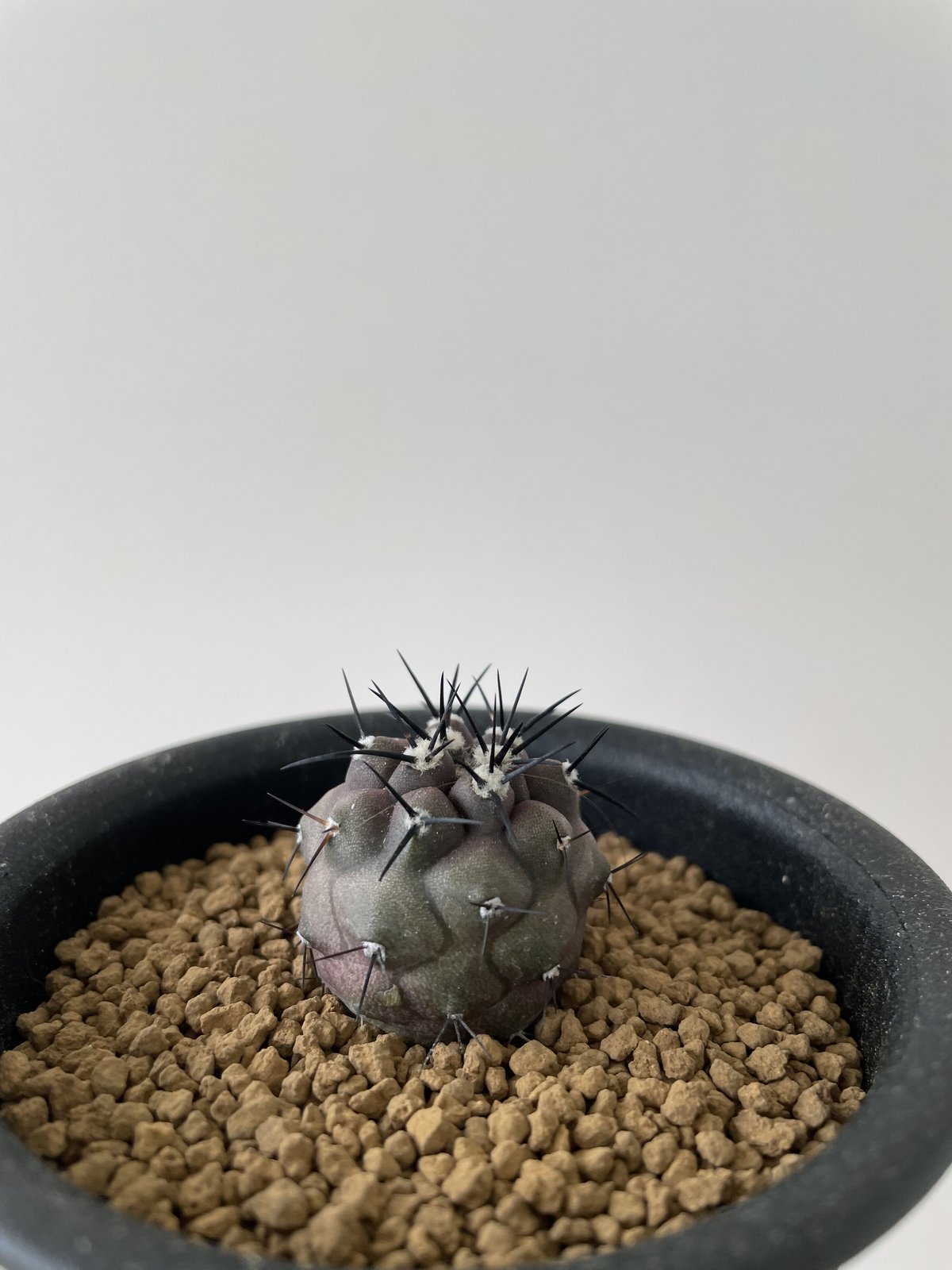 コピアポア黒王丸  Copiapoa cinerea  5頭　白肌　大サイズ