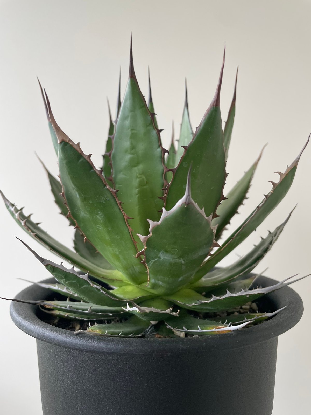 新着】Agave Horrida【国産の間違えなく美しい優良株】 アガベ ホリダ