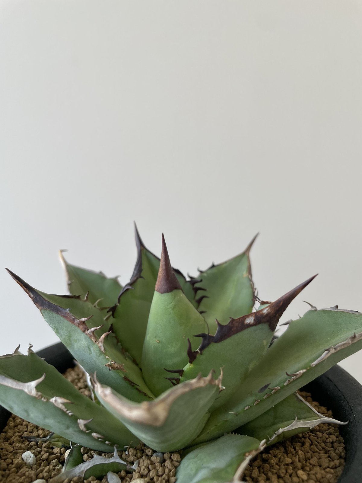 アガベチタノタ白鯨親株良血統