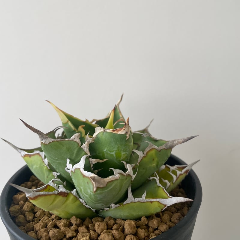 新着】Agave titanota WTC 2020-7【新潟産アガベ の最高峰】N PLA