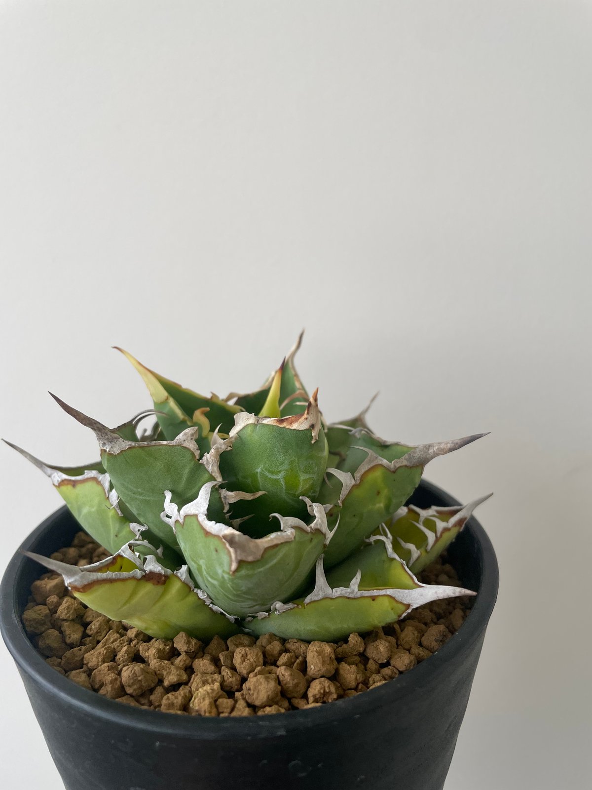 新着】Agave titanota WTC 2020-7【新潟産アガベ の最高峰】N PLA 新着】Agave titanota WTC 2020-7【新潟産アガベ の最高峰】N PLA