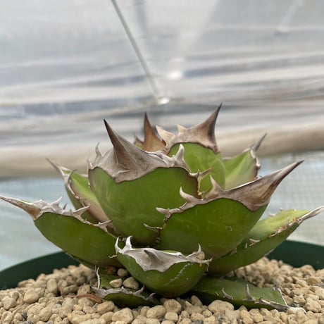 アガベ　チタノタ　kelly clone　白犀牛　トリケラトプス Agave titanota kelly clone これはケリークローンで入手した株