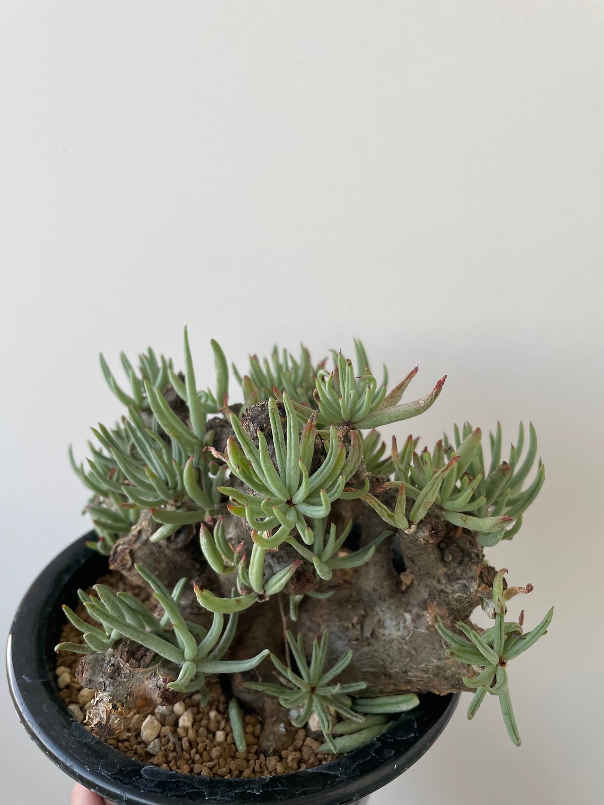極上逸品】Tylecodon pearsonii【最高な冬型塊根】チレコドン