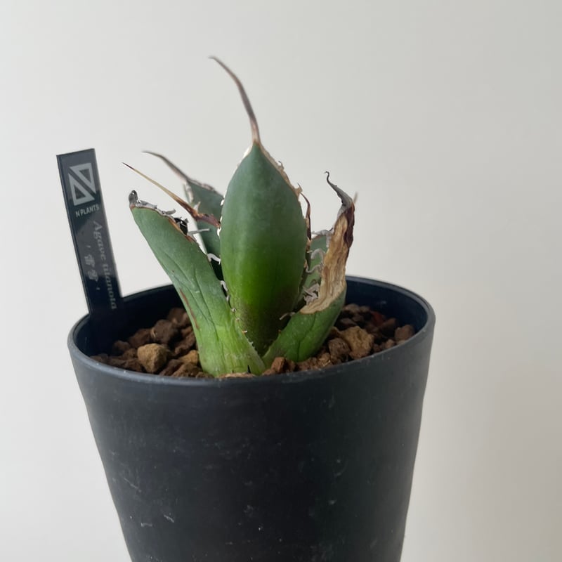 新着】Agave titanota 雷雪【N PLANTS産の極上苗】アガベ チタノタ |