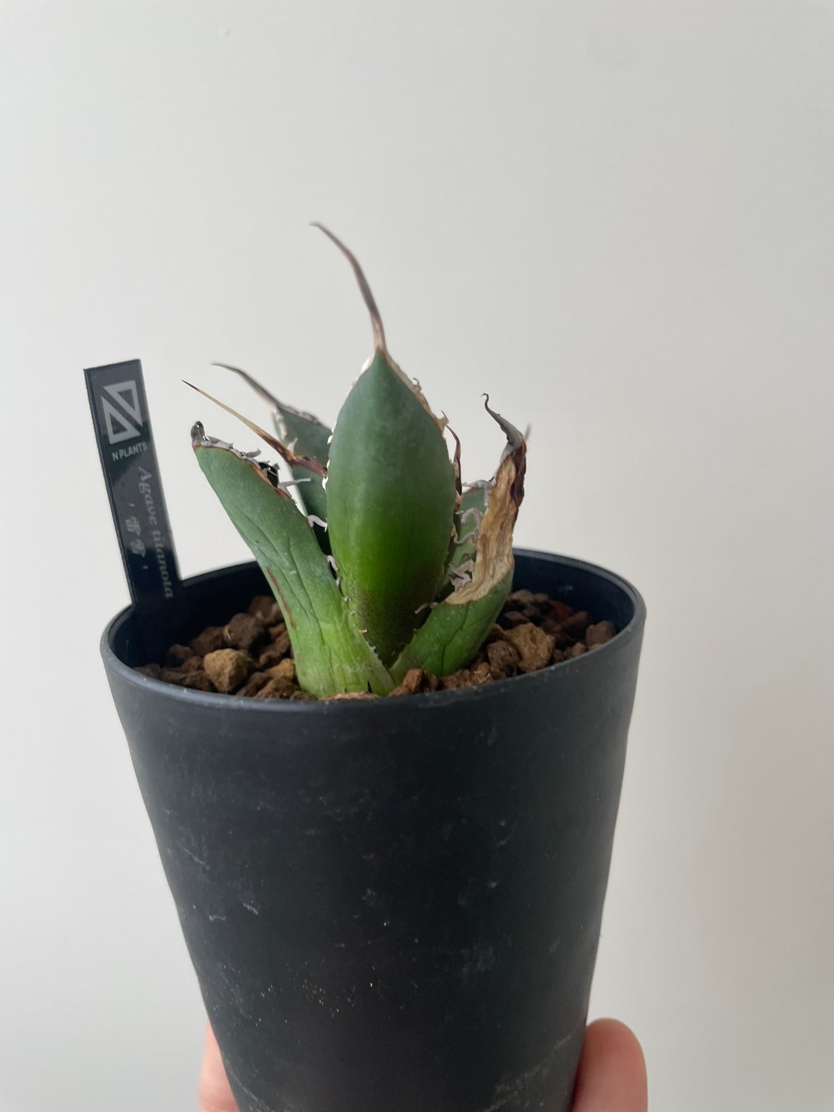 アガベ チタノタ チヂレ/雷雪(子株付き) Agave titanota '雷雪' 最近 皆さんのカッコ良く育てられた'雷雪