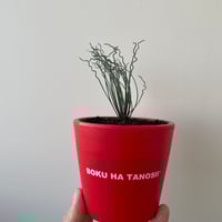 青坊主3周年記念グラ専鉢【VALIEM別注】 | 青坊主-aobouzu- | 塊根植物