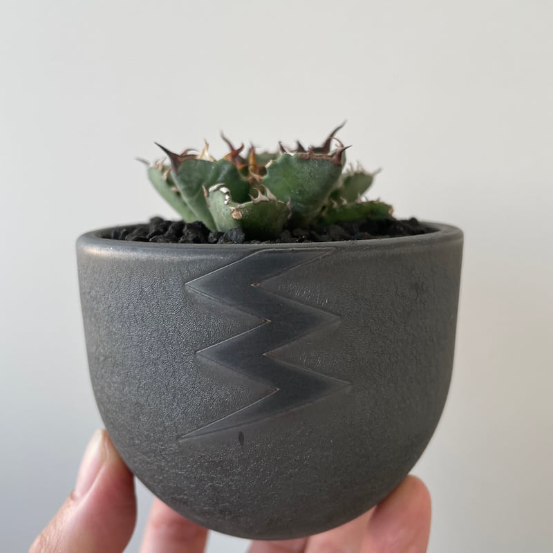 新着】Agave titanota 姫厳竜 × VALIEM BITTER【葉も厚くムチムチ