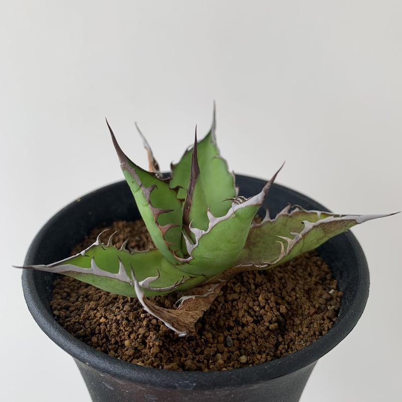 特選アガベ ホリダ 新着】アガベ ホリダ コンパクト【小さいながらも