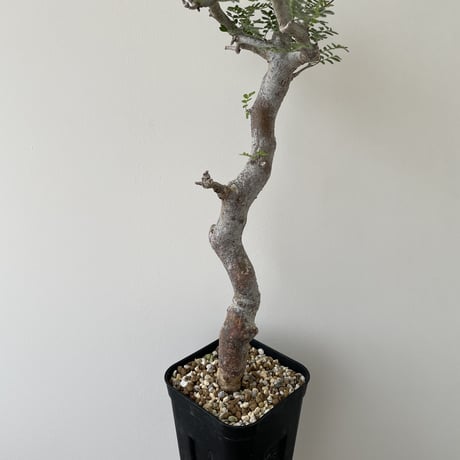 IROTSUKU様専用 コミフォラ モンストローサ 発根済 特大 幹極太 【公式