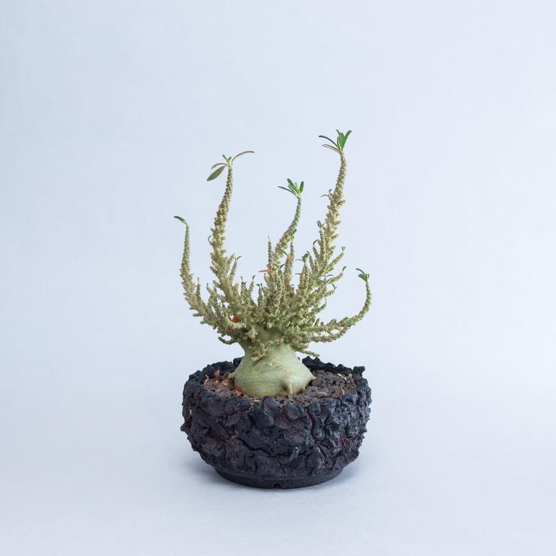極上品】Dorstenia gigas f. bullata【ギガスの最高峰