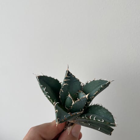 【直接取引】アガベ CATEGORY アガベ -agave- | 青坊主-aobouzu- | 塊根植物と現代アート