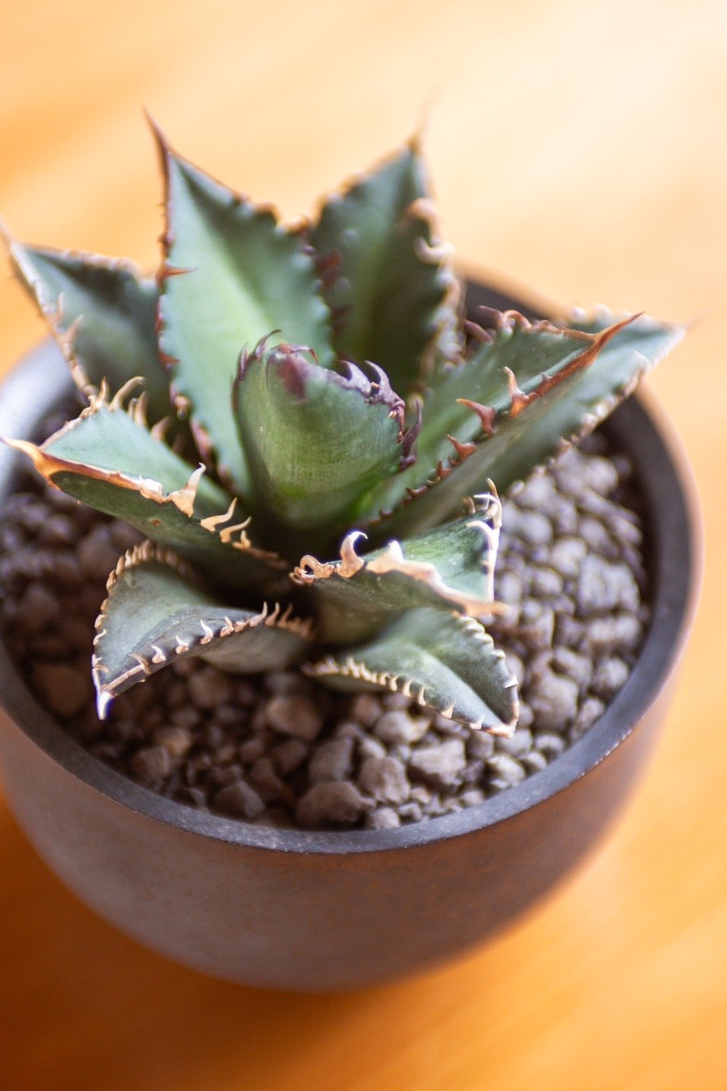 赤猫　親株　agave titanota Red Catweazle agave-titanota-red-catweazle-