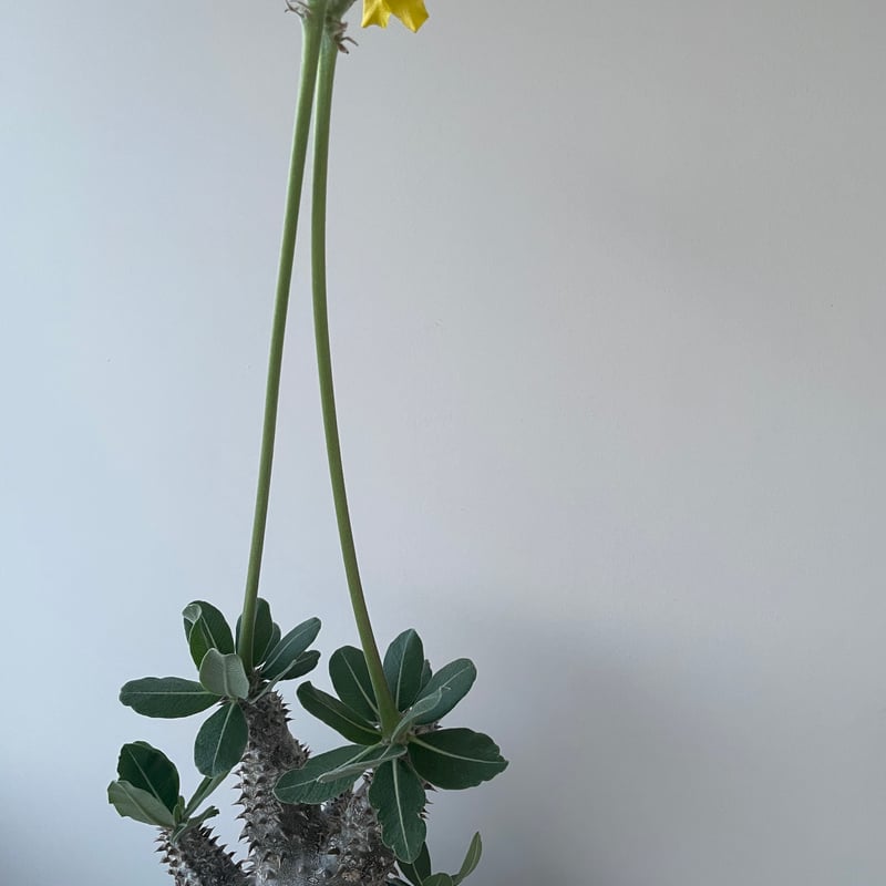 パキポディウム タッキー Pachypodium Tackyi 実生① 徒長とは無縁🌵 めちゃくちゃ育てやすい⭕️ #パキポディウム#タッキー