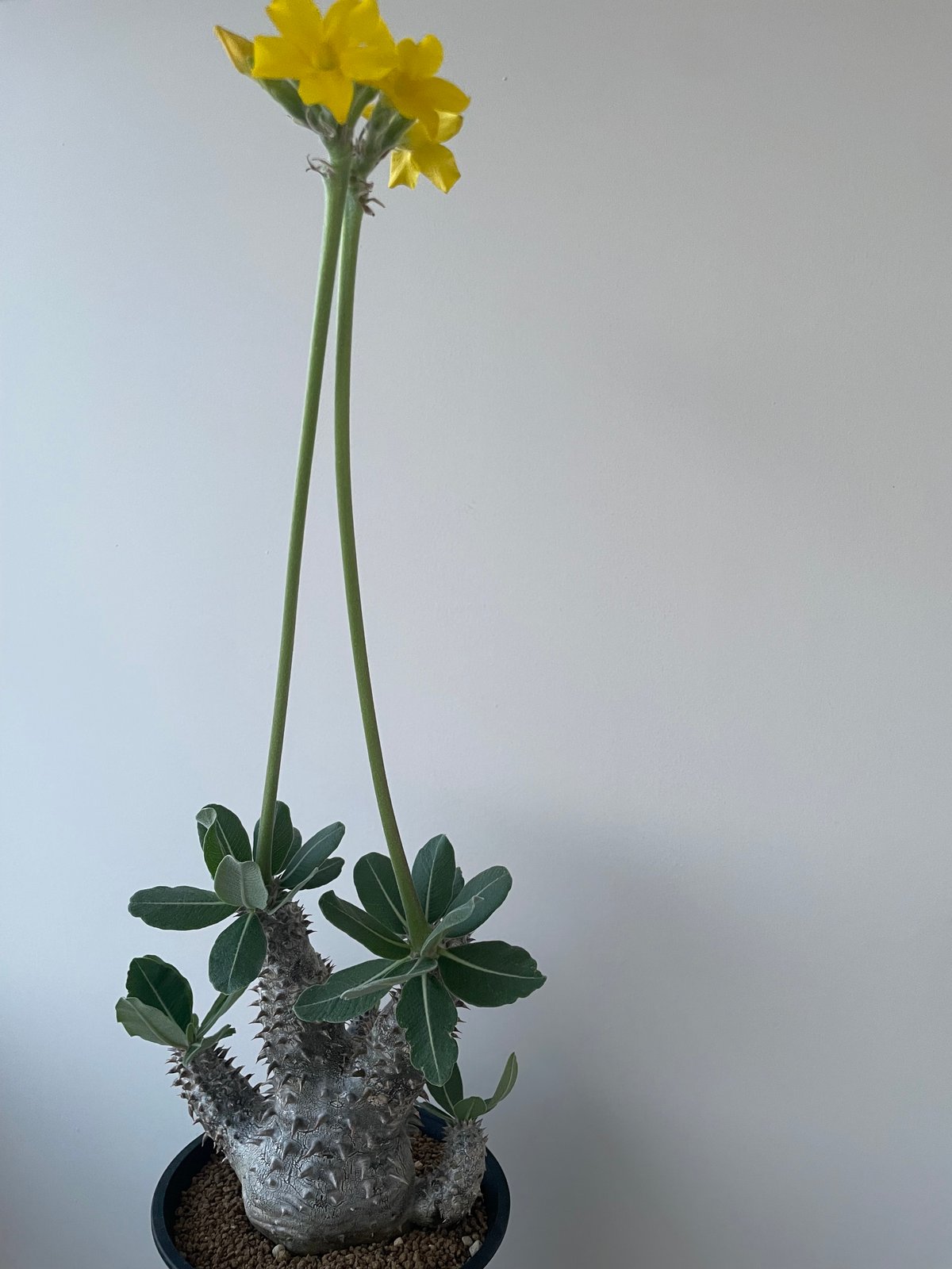 極上品】Pachypodium Tackyi【一流ナーセリーの親株クラス