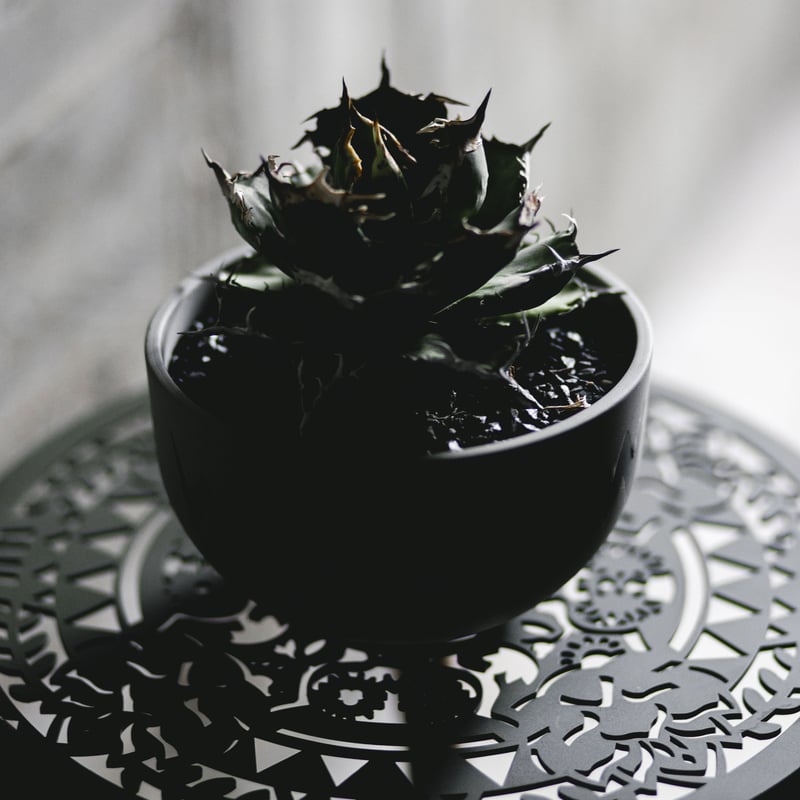 aobouzu テーブル 新着】aobouzu CAMP table【植物台座の新しいカタチ】Camp × Plant