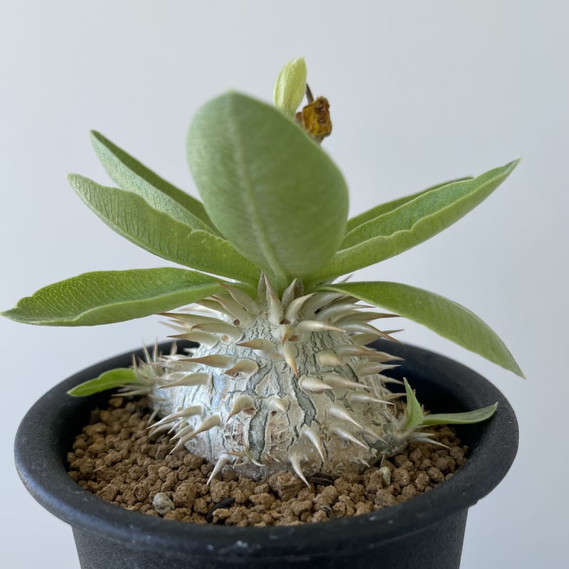 新着】Pachypodium Enigmaticum【選抜実生・大きめ】パキポディウム ...