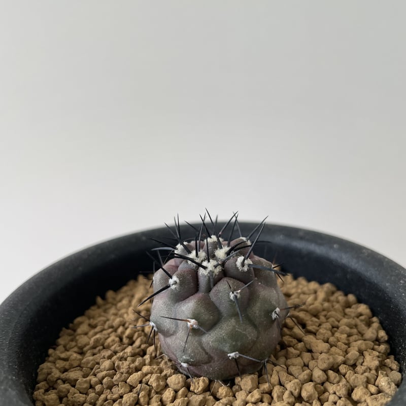 Copiapoa cinerea コピアポア・シネレア 黒王丸