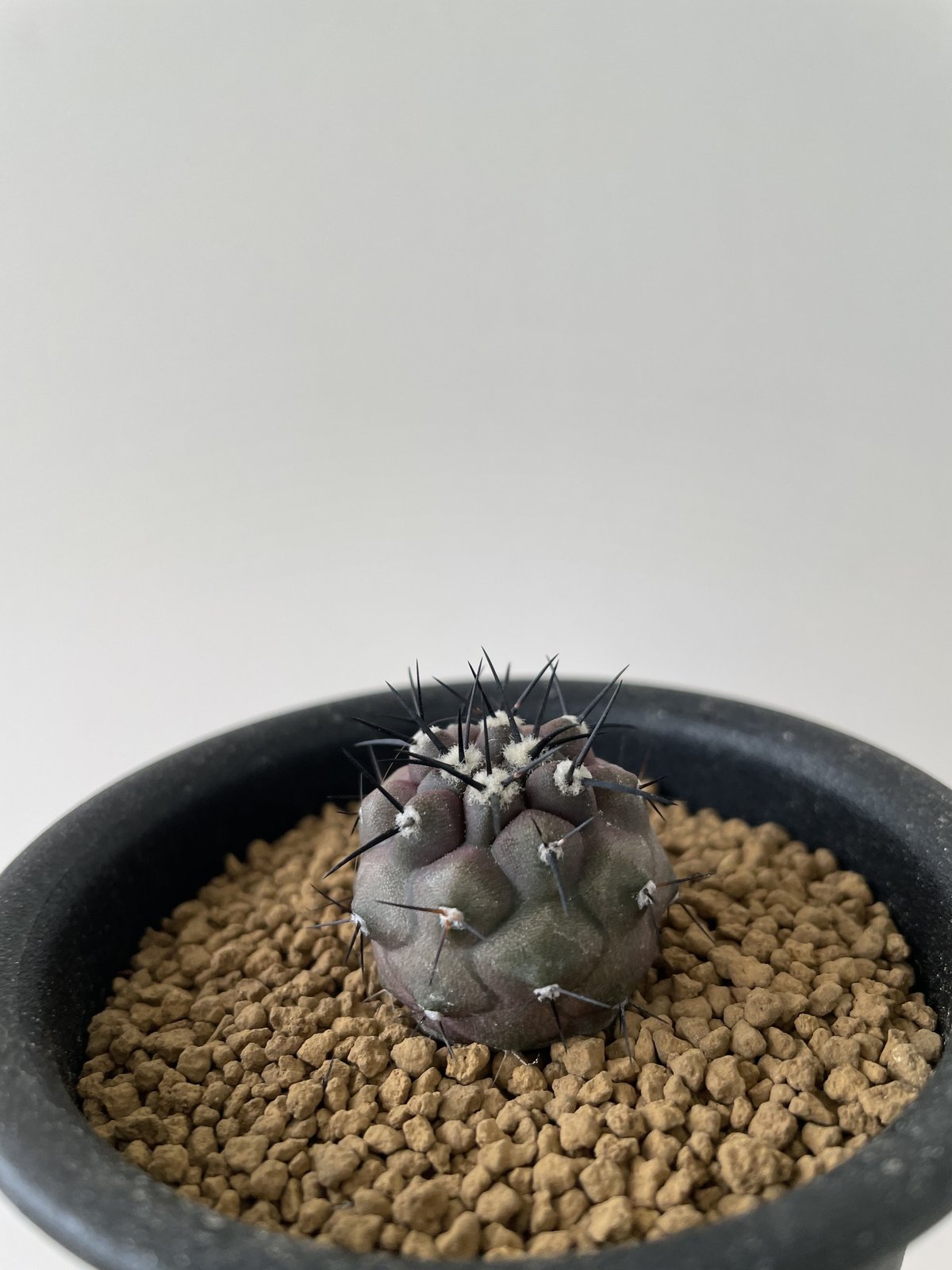 コピアポア　黒王丸  Copiapoa cinerea