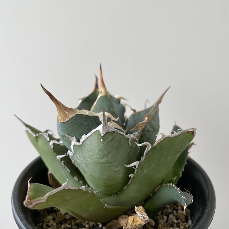 新着】Agave titanota 烈焔【台湾産のカッコ良い最高株】アガベ